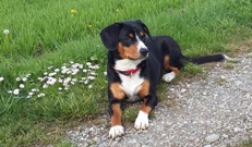 Kaya