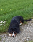 Kaya