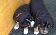 Woche 4