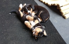 Woche 6