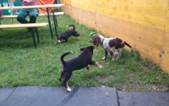 Welpe zu Besuch