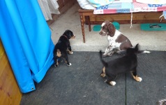 Welpe zu Besuch