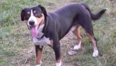 Falko