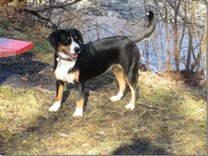 Laika