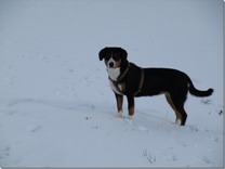 Laika