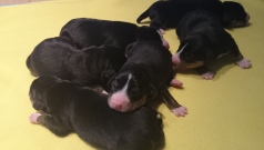 Die Welpen sind da!