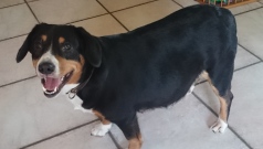 Hilly mit Babybauch