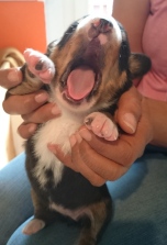 Gäähn