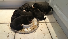 Futter