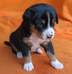 Woche 4