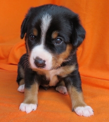 Woche 4