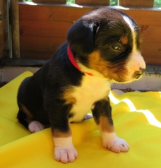 Woche 4