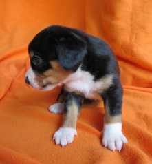 Woche 4