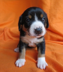 Woche 4