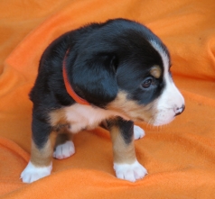 Woche 4