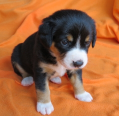 Woche 4
