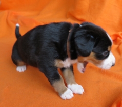 Woche 4