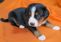 Woche 4