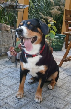 Duke