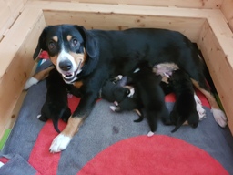 Welpen mit Hilly