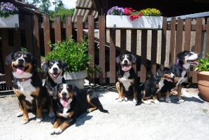 Entlebucher Sennenhunde